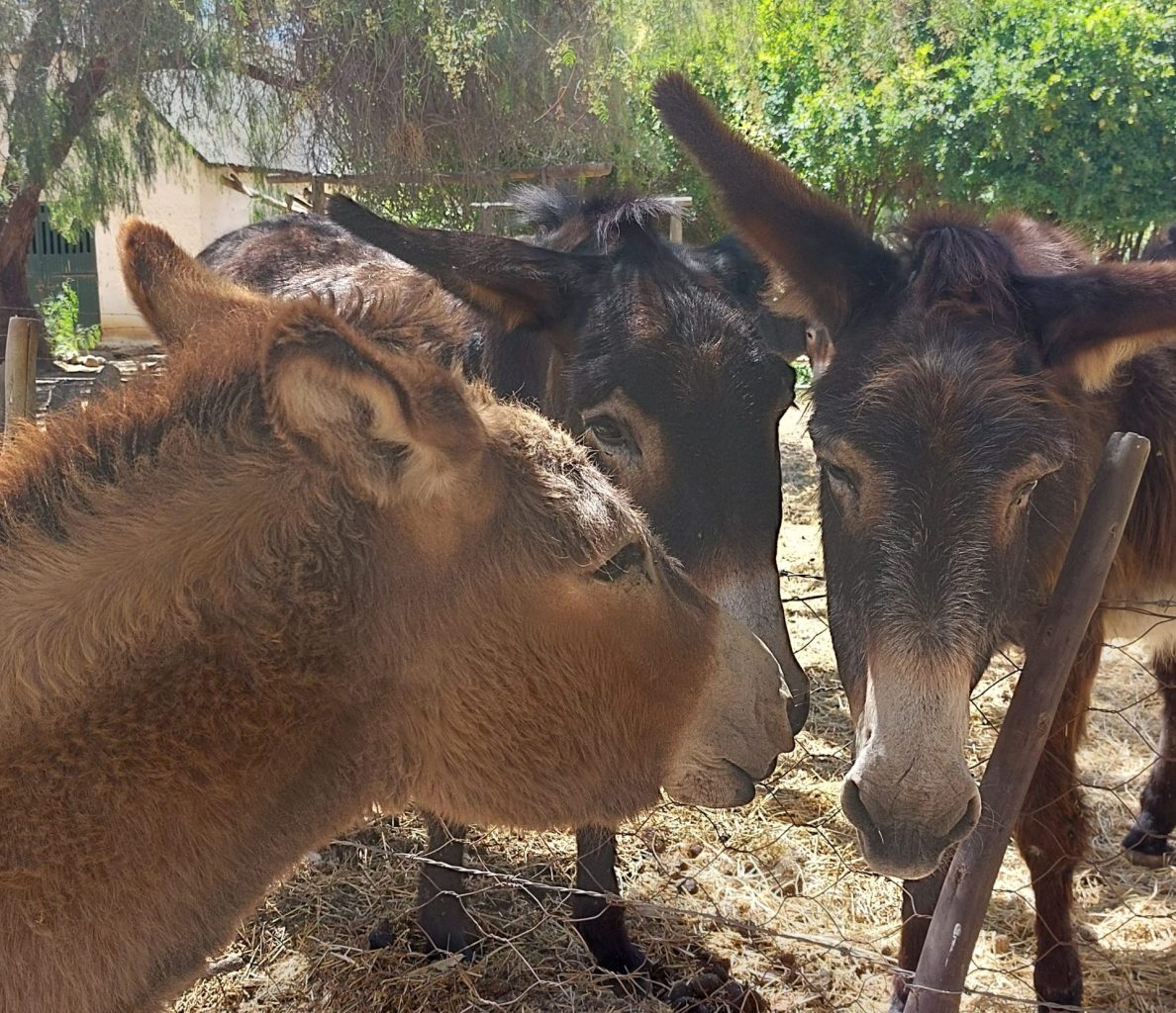 selected Worcester Donkeys